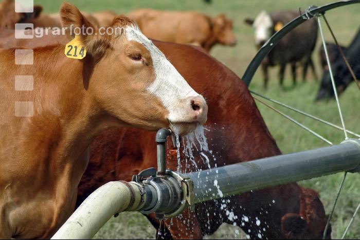 Amerika Cattle 12