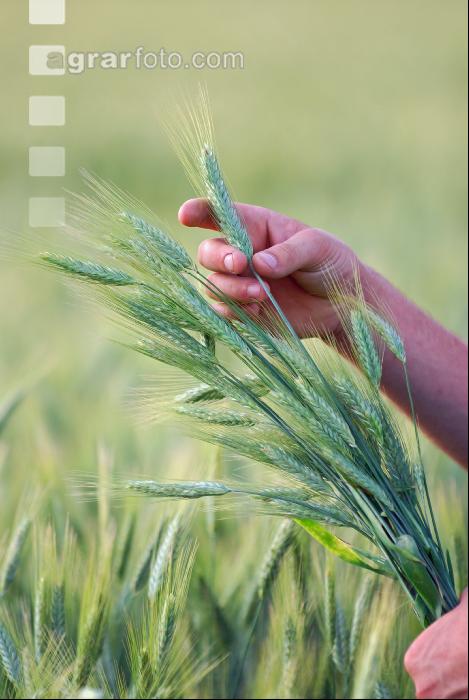 Triticale Bauer 10