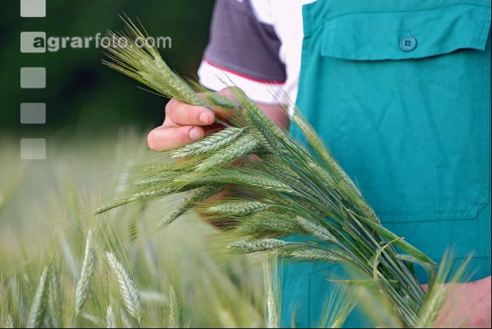 Triticale Bauer 11