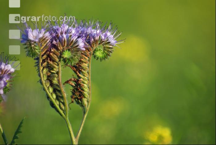 Phacelia Blüte 1