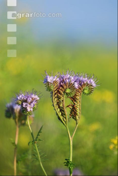 Phacelia Blüte 11