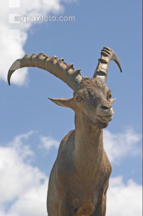 Steinbock 4