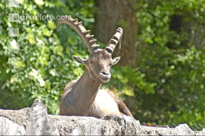 Steinbock 2