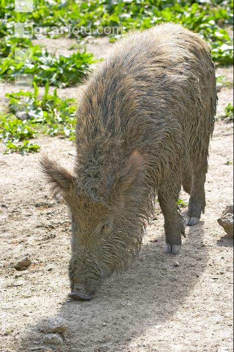Wildschweine 14