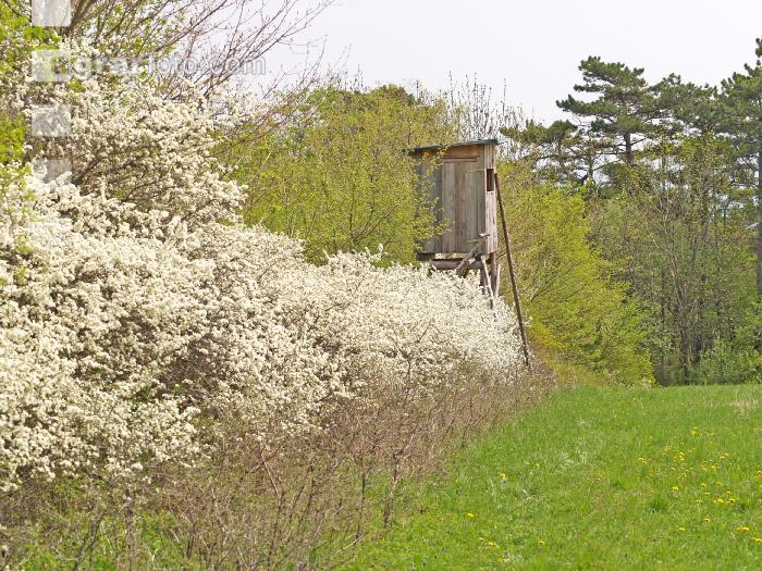 Hochstand 6