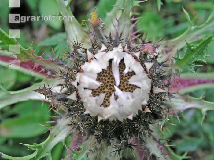 Silberdistel 2