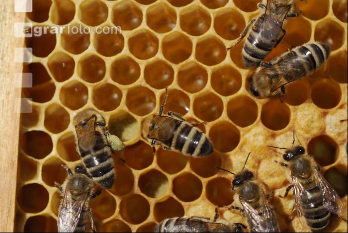 Bienen auf Waben 2