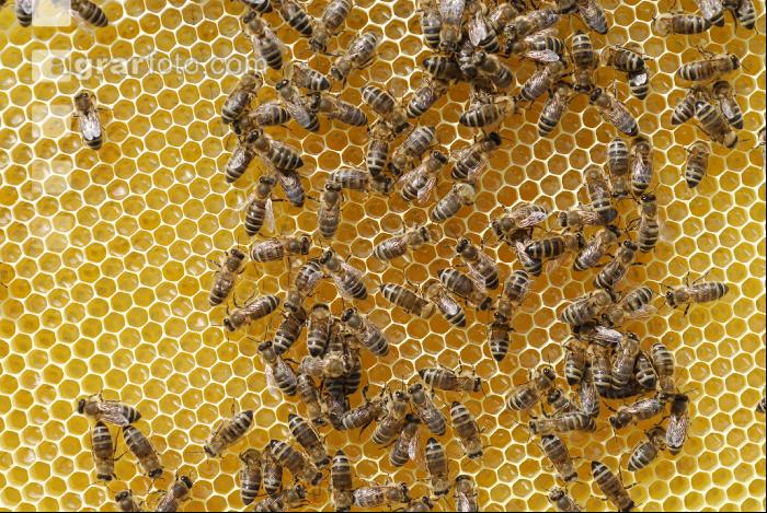 Bienen auf Waben 3