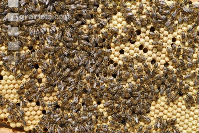 Bienen auf Waben 4