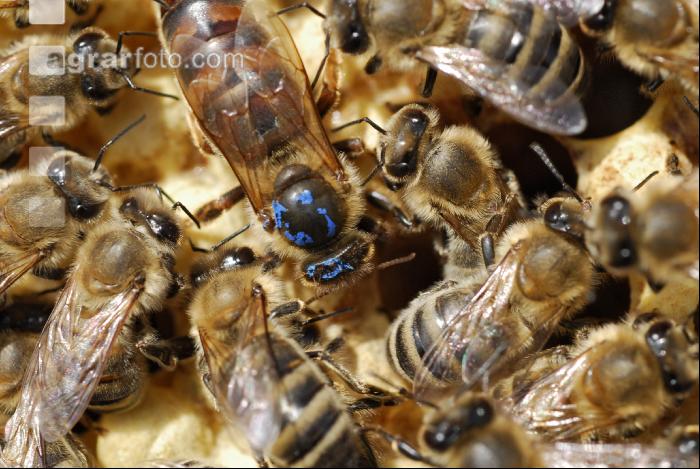 Bienenkönigin 4