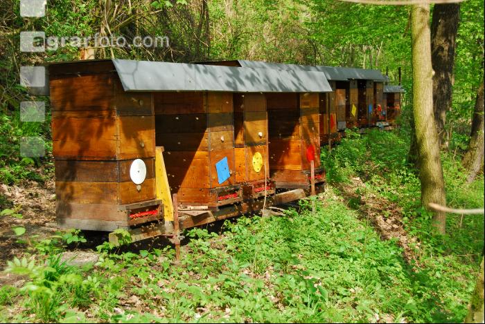 Bienenstöcke Wald 1