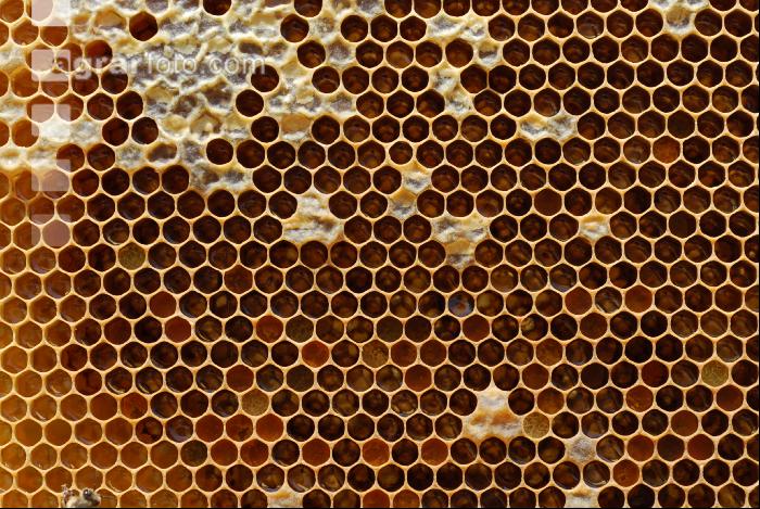 Pollen einlagern 3
