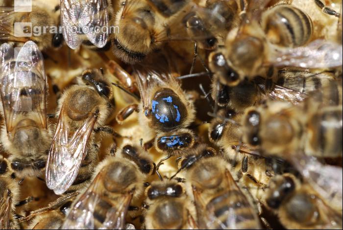 Bienenkönigin 5
