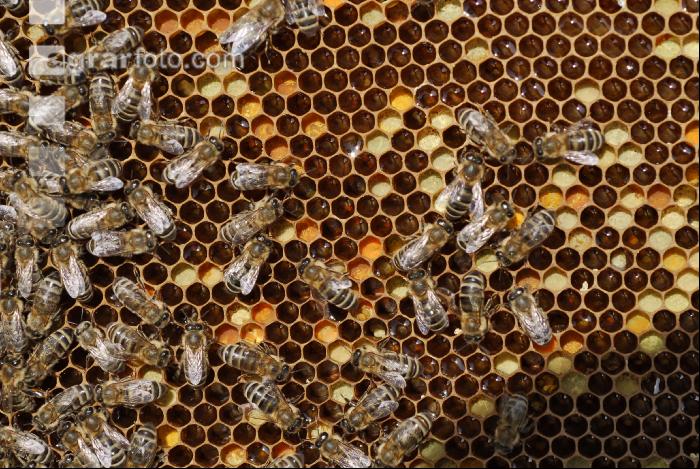 Pollen einlagern 2