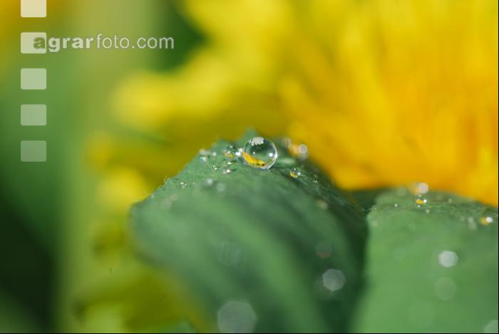 Wassertropfen 6