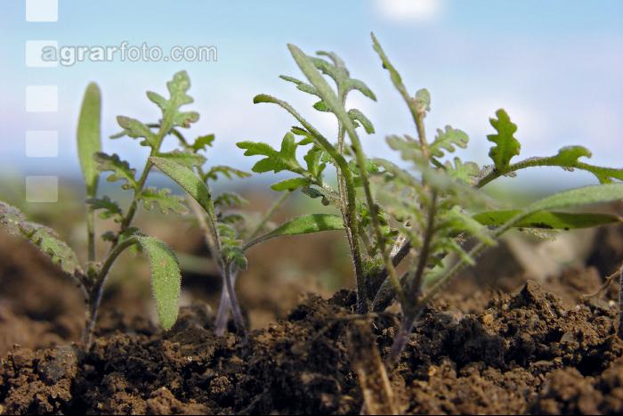 Phacelia 2 Blatt