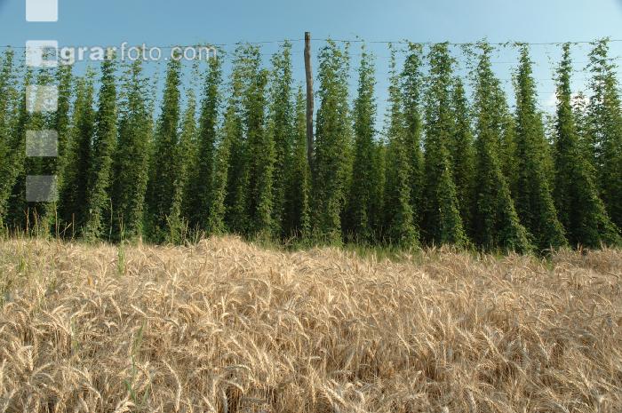 Hopfen 2