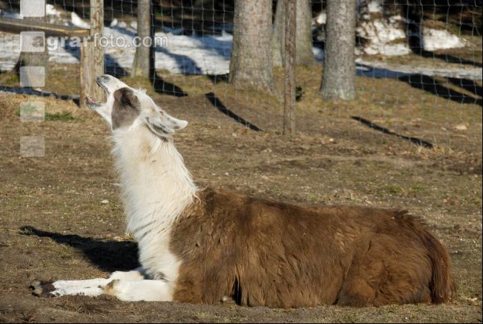 Lama
