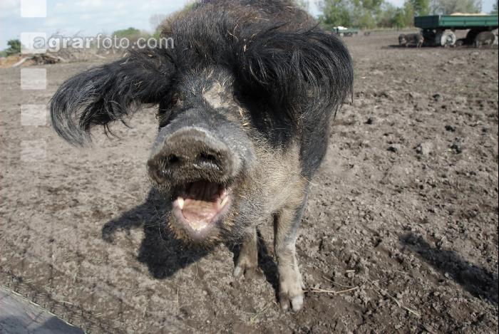 Mangalitza 01