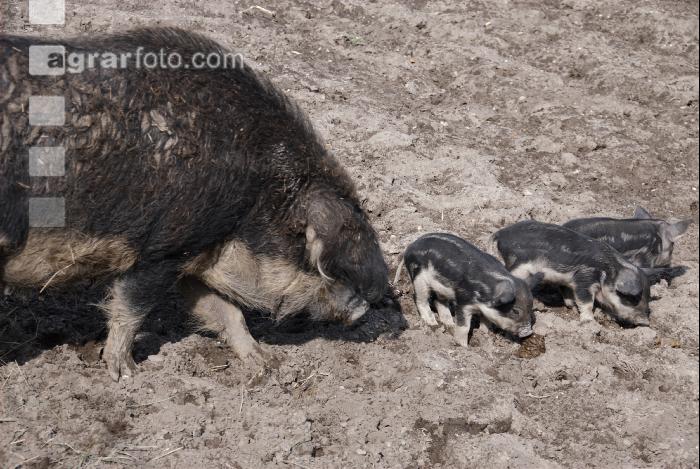 Mangalitza 02