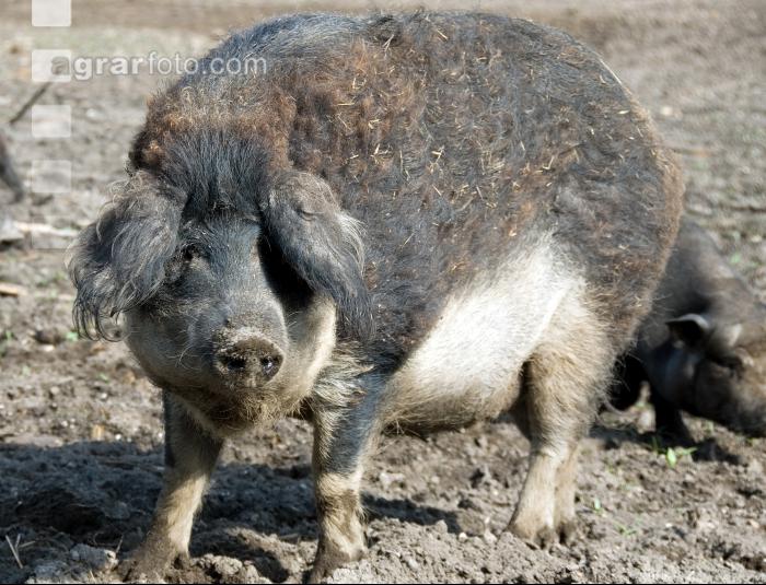 Mangalitza 03