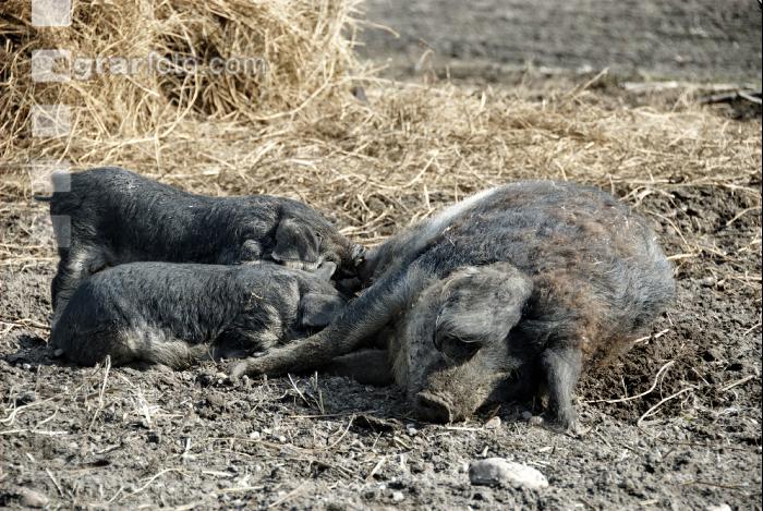 Mangalitza 04