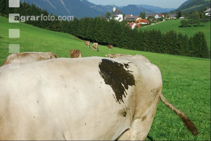 Beschissen
