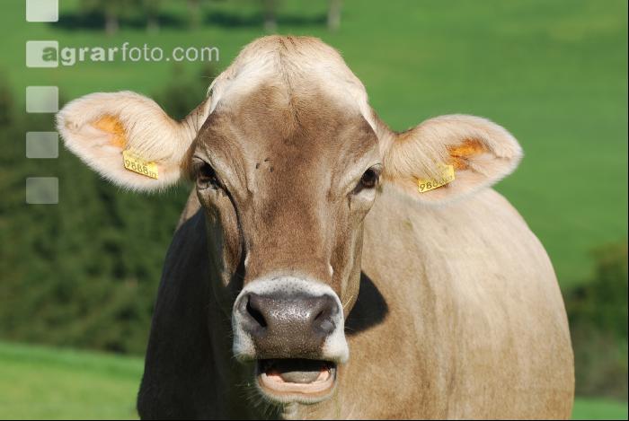 Braunvieh Weide 7
