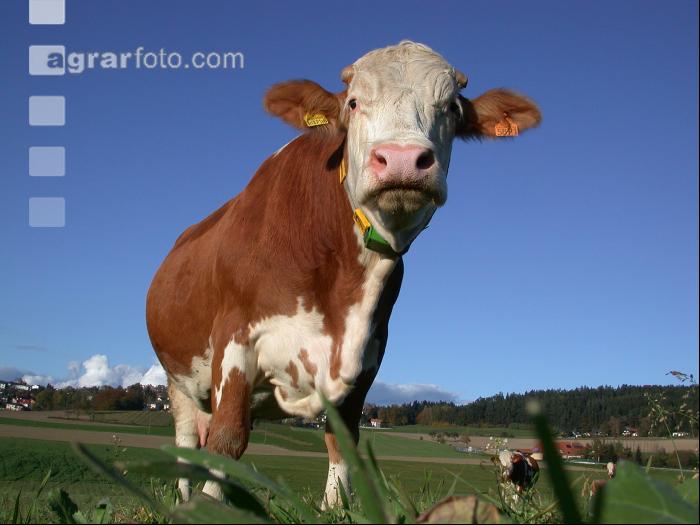 Kuhportrait Fleckvieh 17