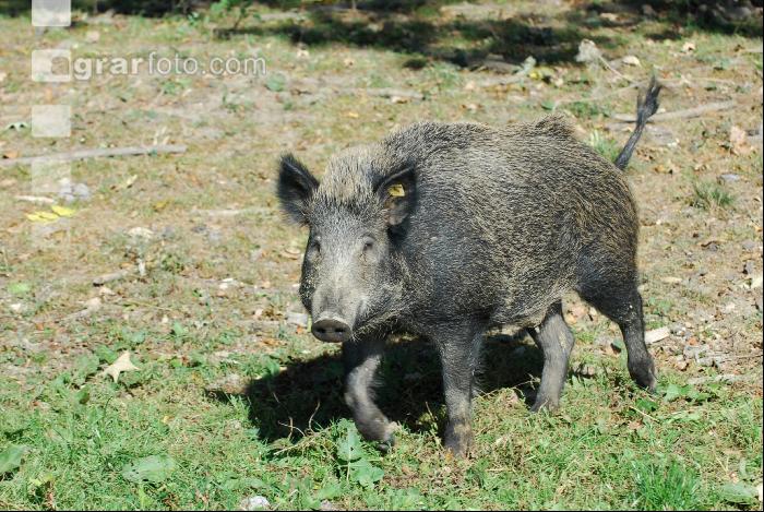 Wildschweine 9