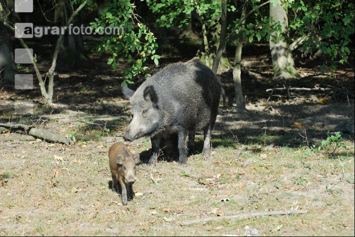 Wildschweine 11