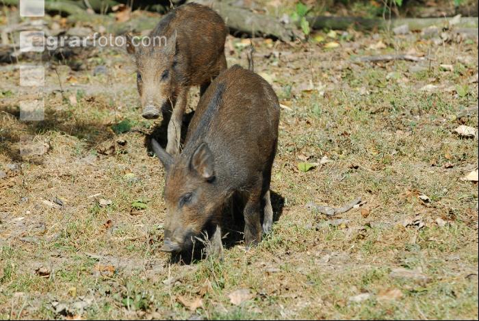 Wildschweine 12