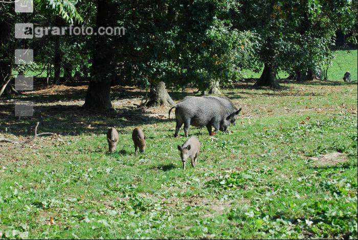 Wildschweine 13