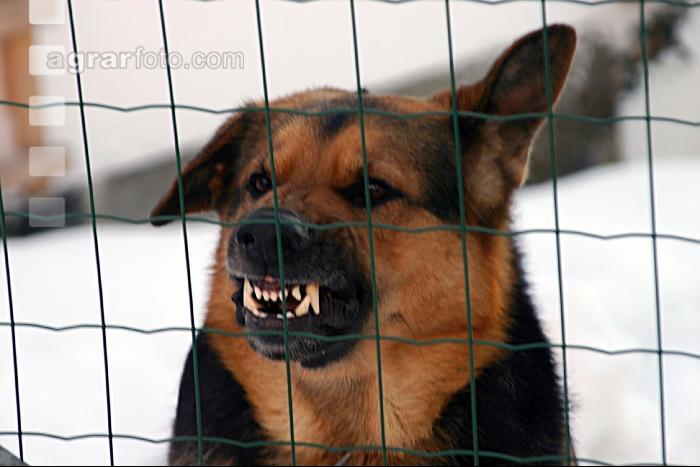 Scharfer Hund