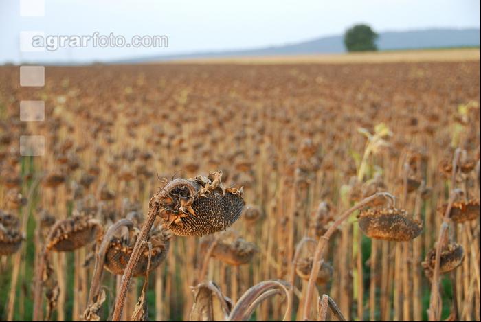 Sonnenblumen reif 8