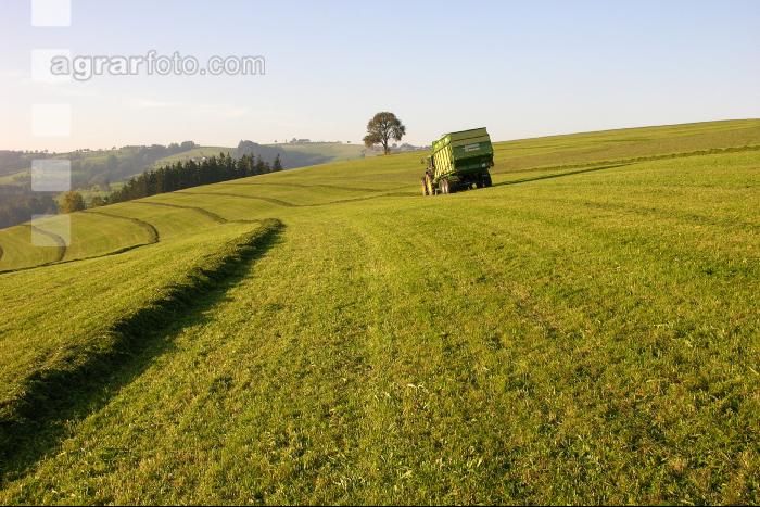 Silieren Krone 6