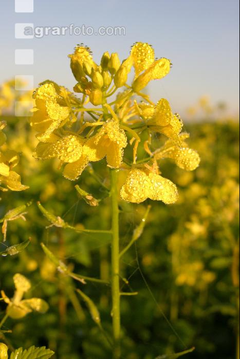 Senf Blüte 5