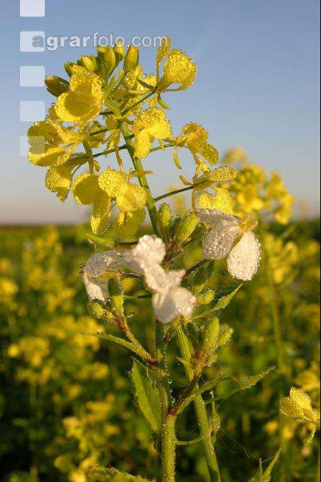 Senf Blüte 6