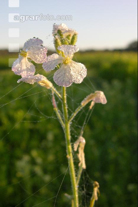 Ölrettich Blüte 2