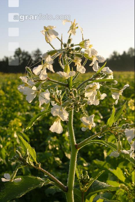 Ölrettich Blüte 5