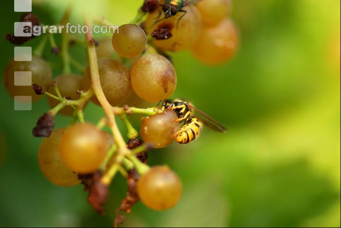 Wespe saugt Wein 2
