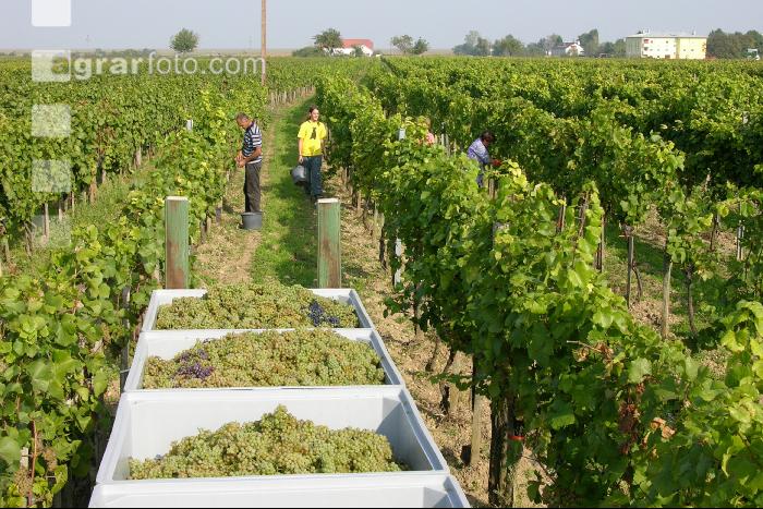Weinlesen 14