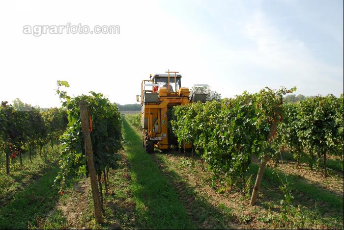 Weinlesemaschine 11