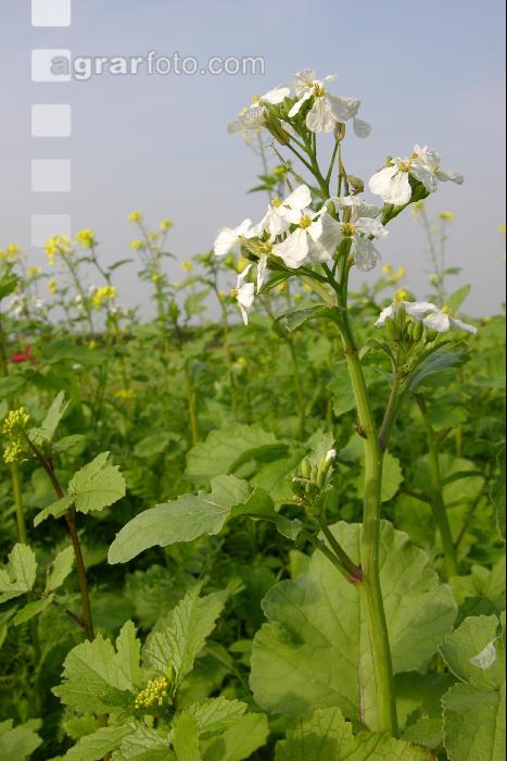 Ölrettich Blüte 1