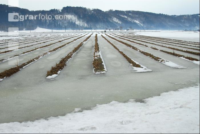 Schnee Schmelze 1