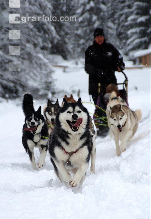 Schlittenhunde