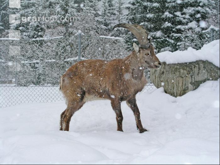 Steinbock 3