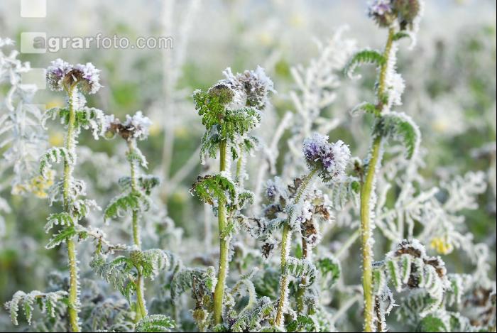Phacelia Rauhreif 4