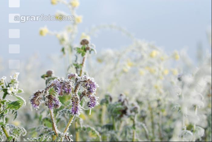 Phacelia Rauhreif 3