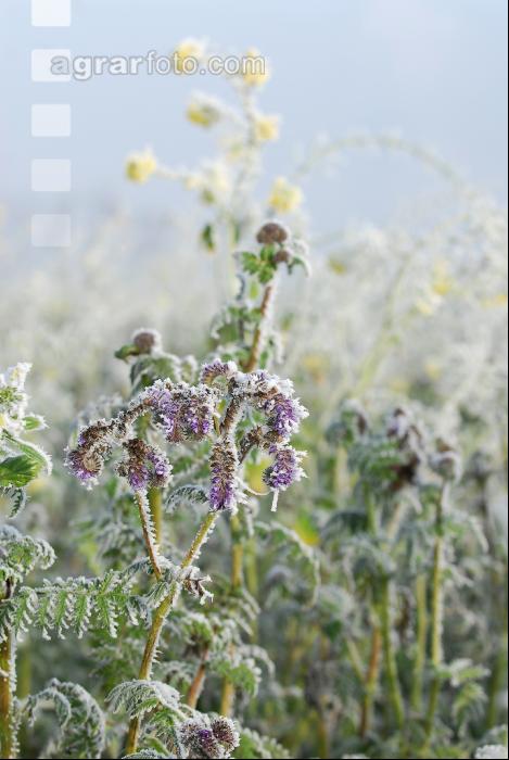 Phacelia Rauhreif 2